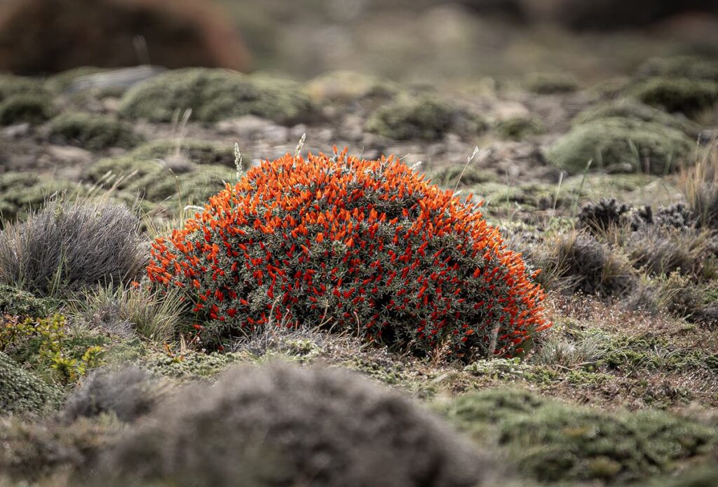 Galería Patagonia